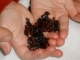 Over 50 Carats of Loose Natural Red Garnet Gem Mix