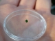 Green diamond loose round 2mm