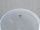 Green diamond loose round 2mm